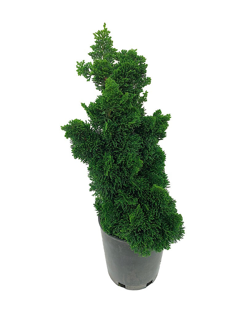 Chamaecyparis obtusa 'Thoweil'