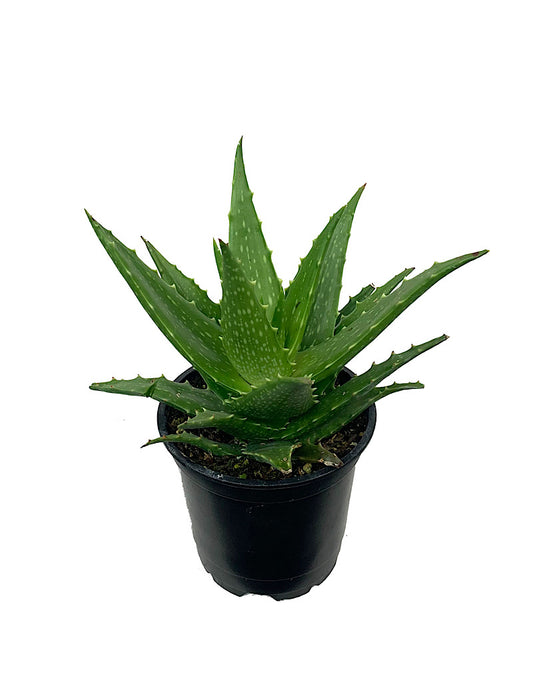 Aloe dorotheae 4 Inch