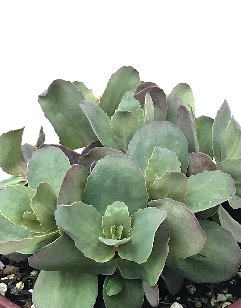 Sedum 'Xenox' 1 Gallon