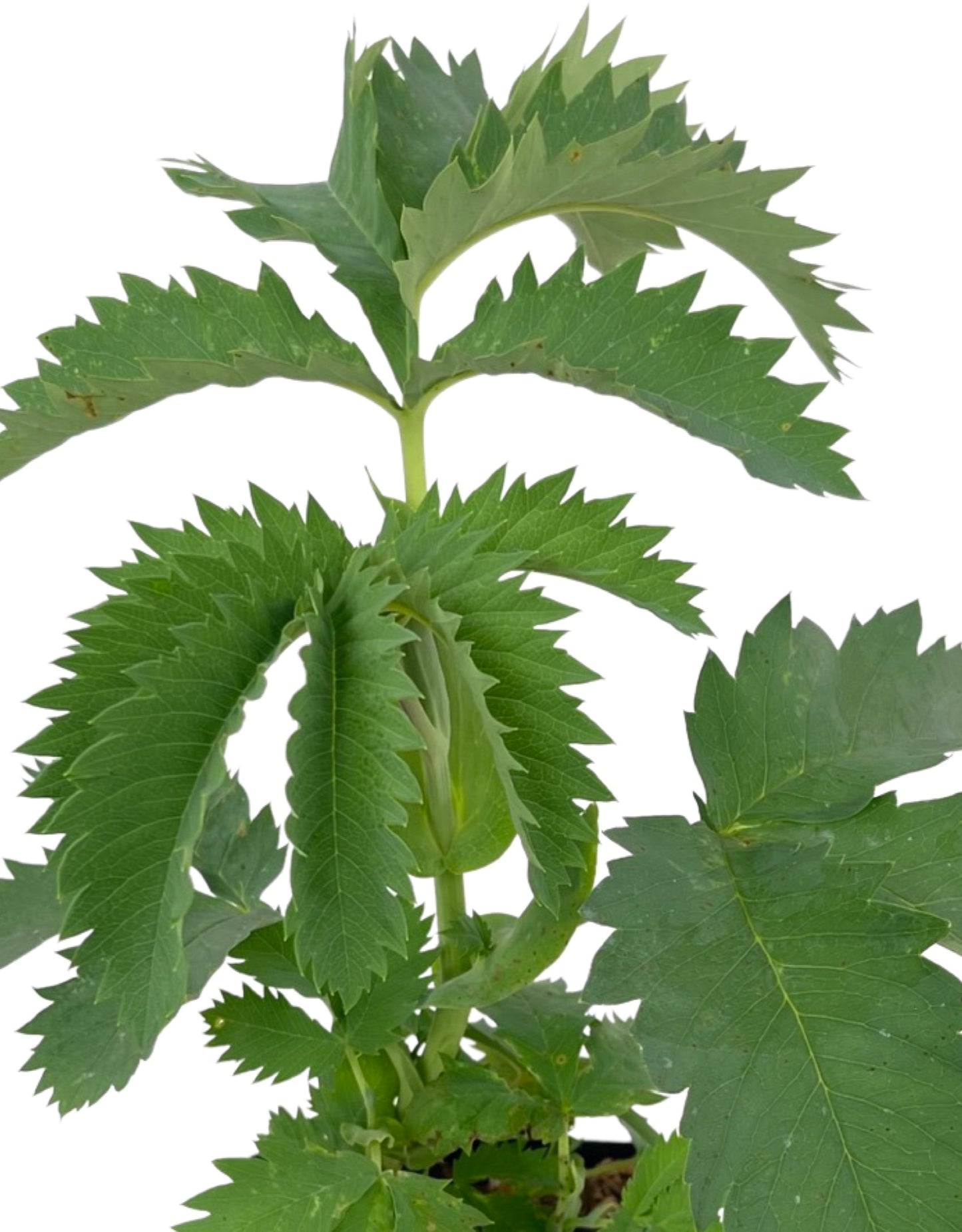 Melianthus major 'Antonow's Blue' 1 Gallon