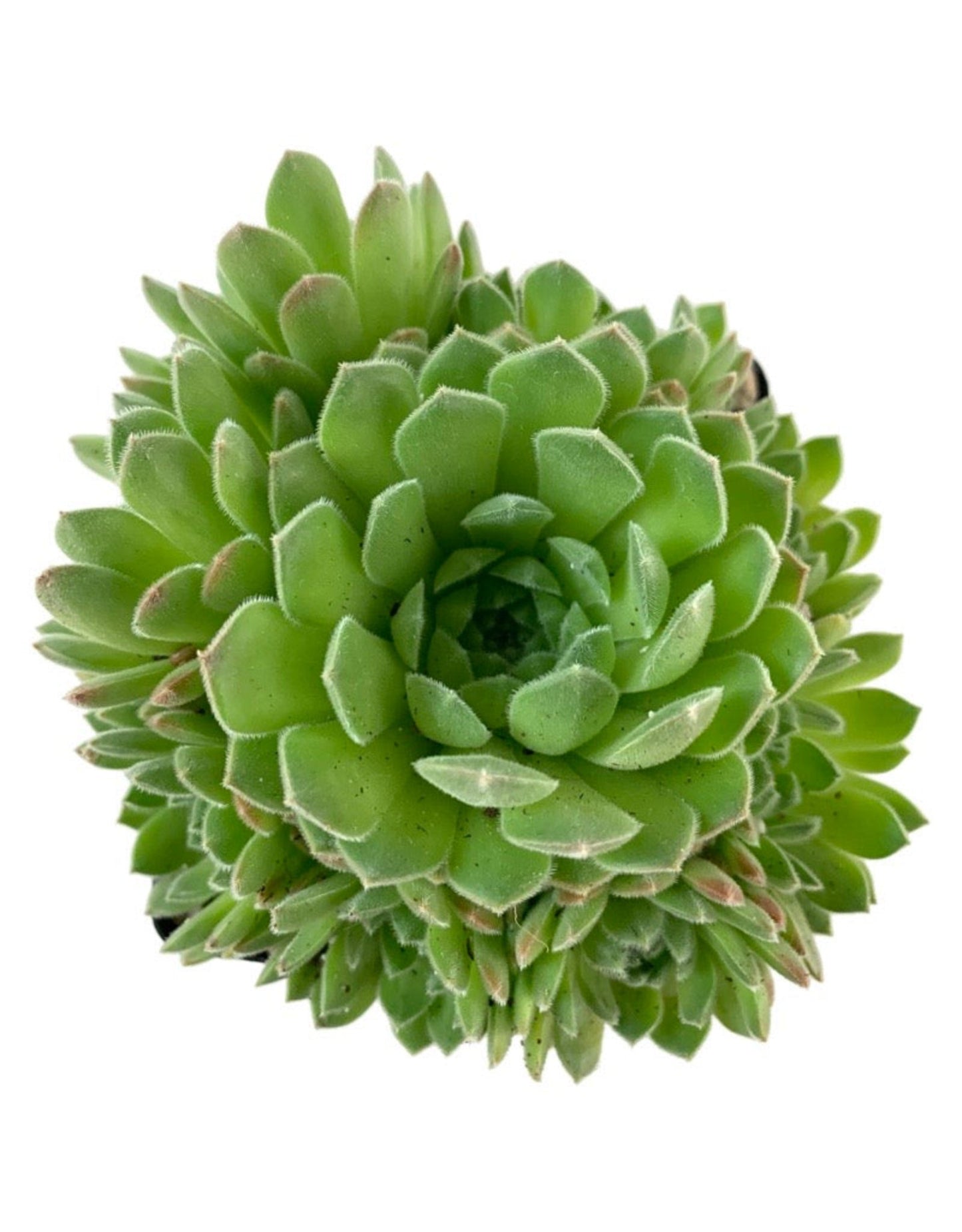 Sempervivum 'Chick Charm  Sugar Shimmer'