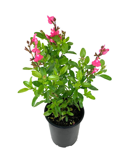 Salvia greggi 'Mirage Pink' Quart