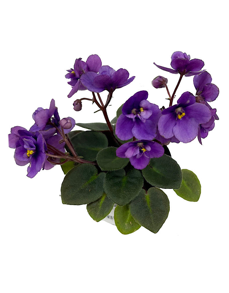 Streptocarpus 2 Inch