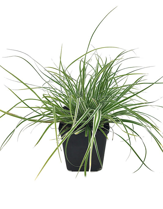 Carex 'Everest' Quart