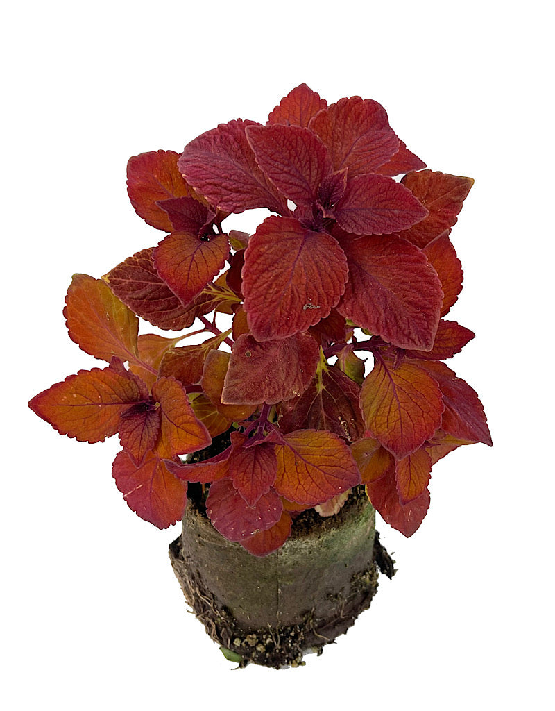 Coleus 'Campfire' 4 Inch