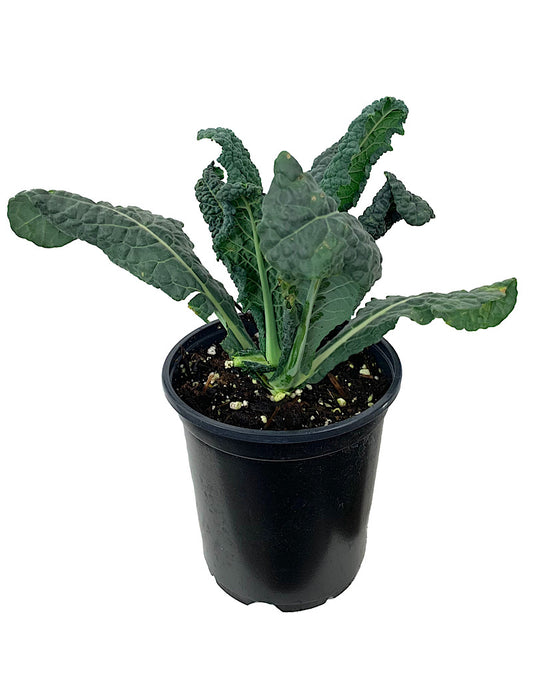 Kale 'Black Magic' Quart