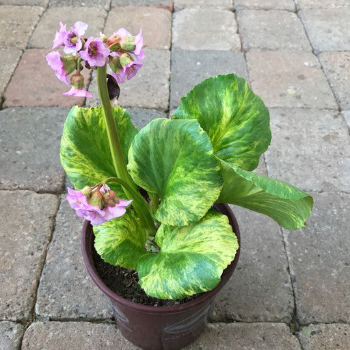 Bergenia 'Tubby Andrews'- 1 gal