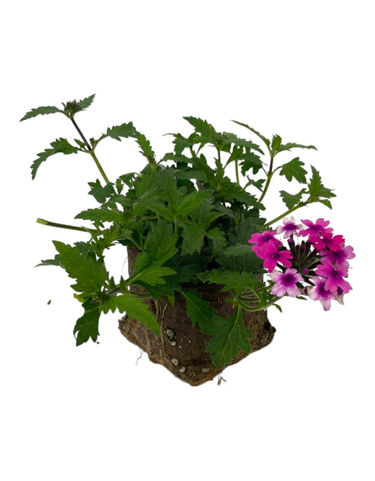 Verbena 'Lanai Bright Eye' 4 Inch