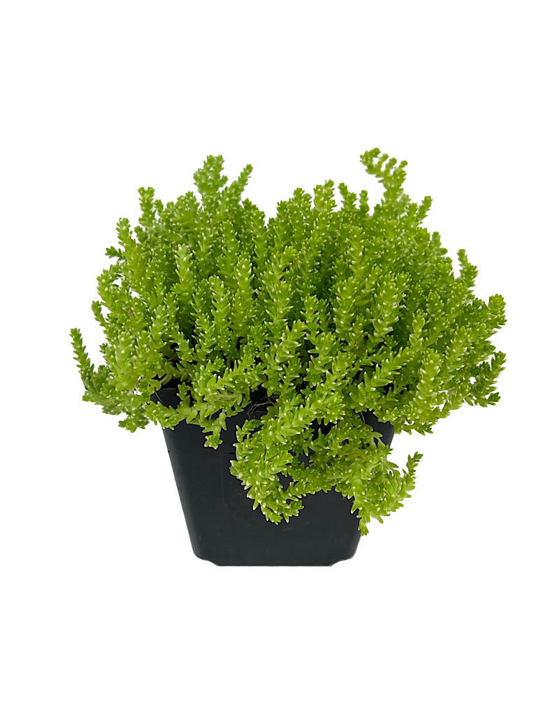 Sedum acre 'Aureum' 4 Inch