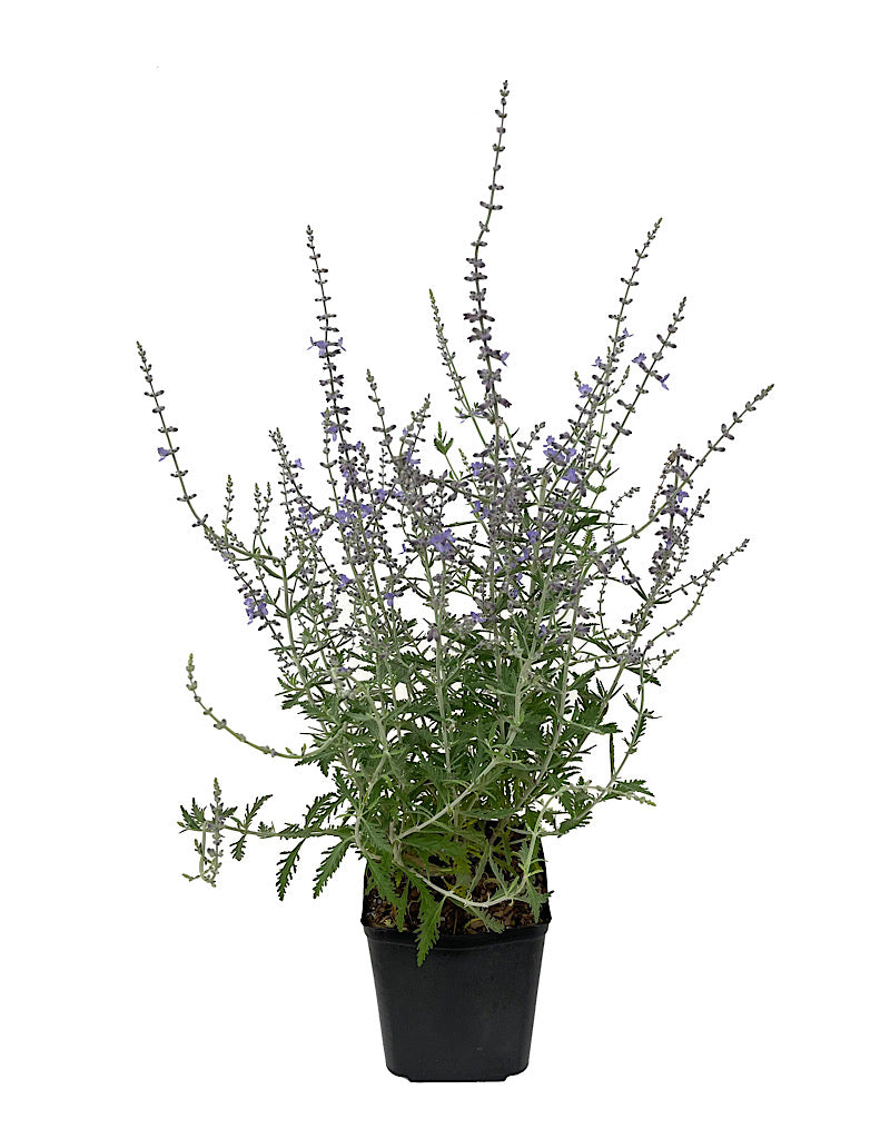 Perovskia atriplicifolia 1 Gallon