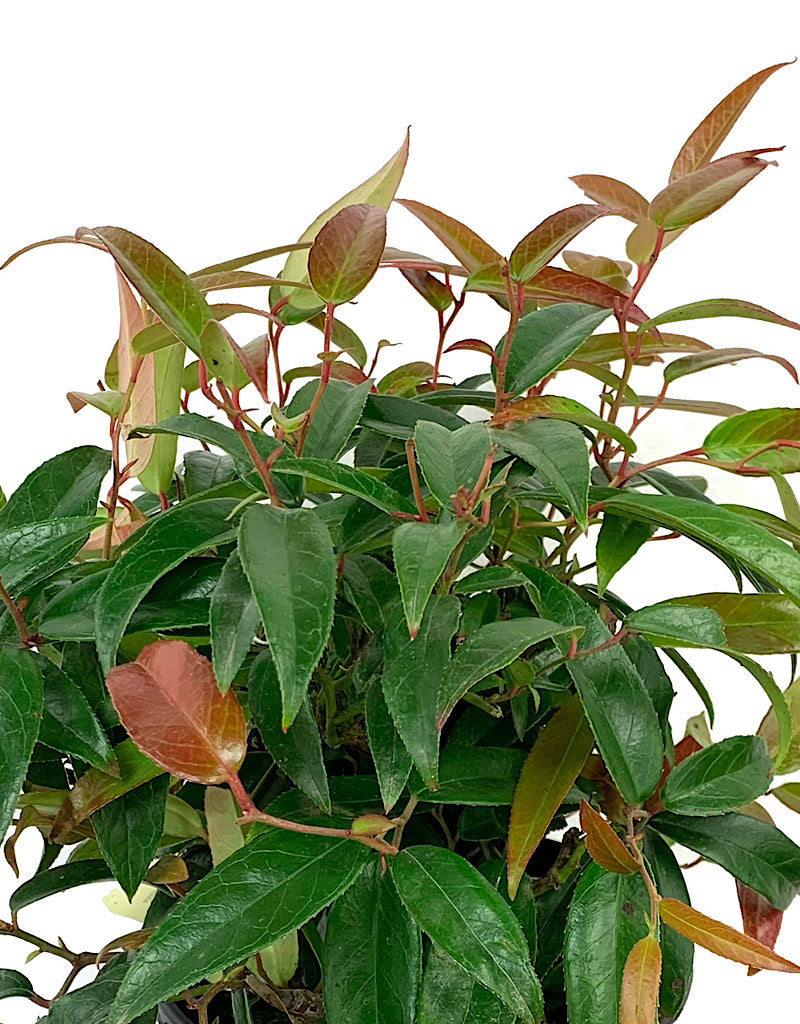 Leucothoe f. 'Scarletta' 1 Gallon