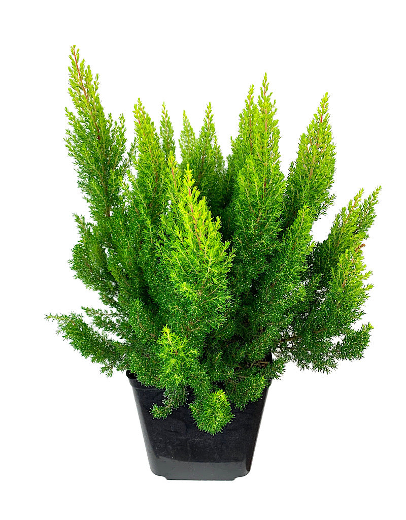 Erica arborea 'Estrella Gold' 1 Gallon