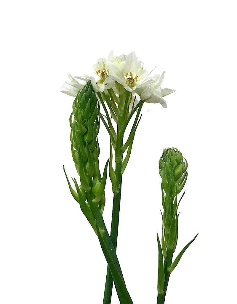 Ornithogalum umbellatum - Quart