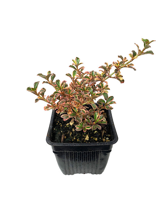 Coprosma 'Fireburst' 4 inch