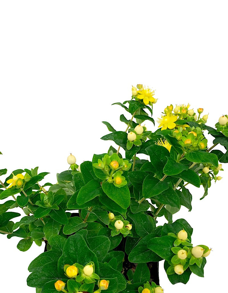 Hypericum 'Magical Ivory'  1 gal