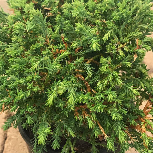 Thuja occidentalis 'Mr Bowling Ball' Quart