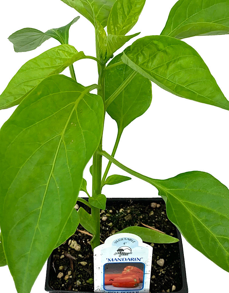 Pepper 'Mandarin' 4 Inch