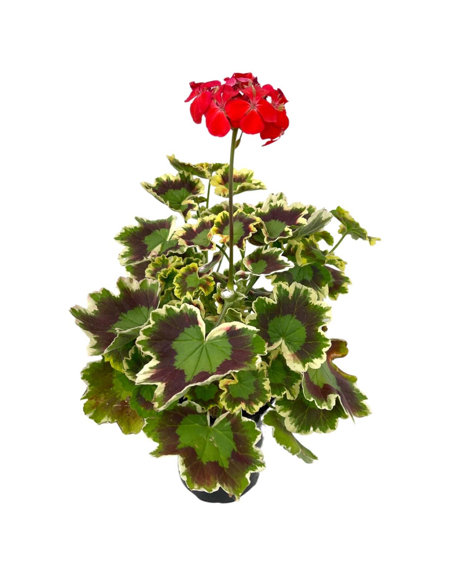 Geranium Fancy Leaf 'Mrs. Pollock'