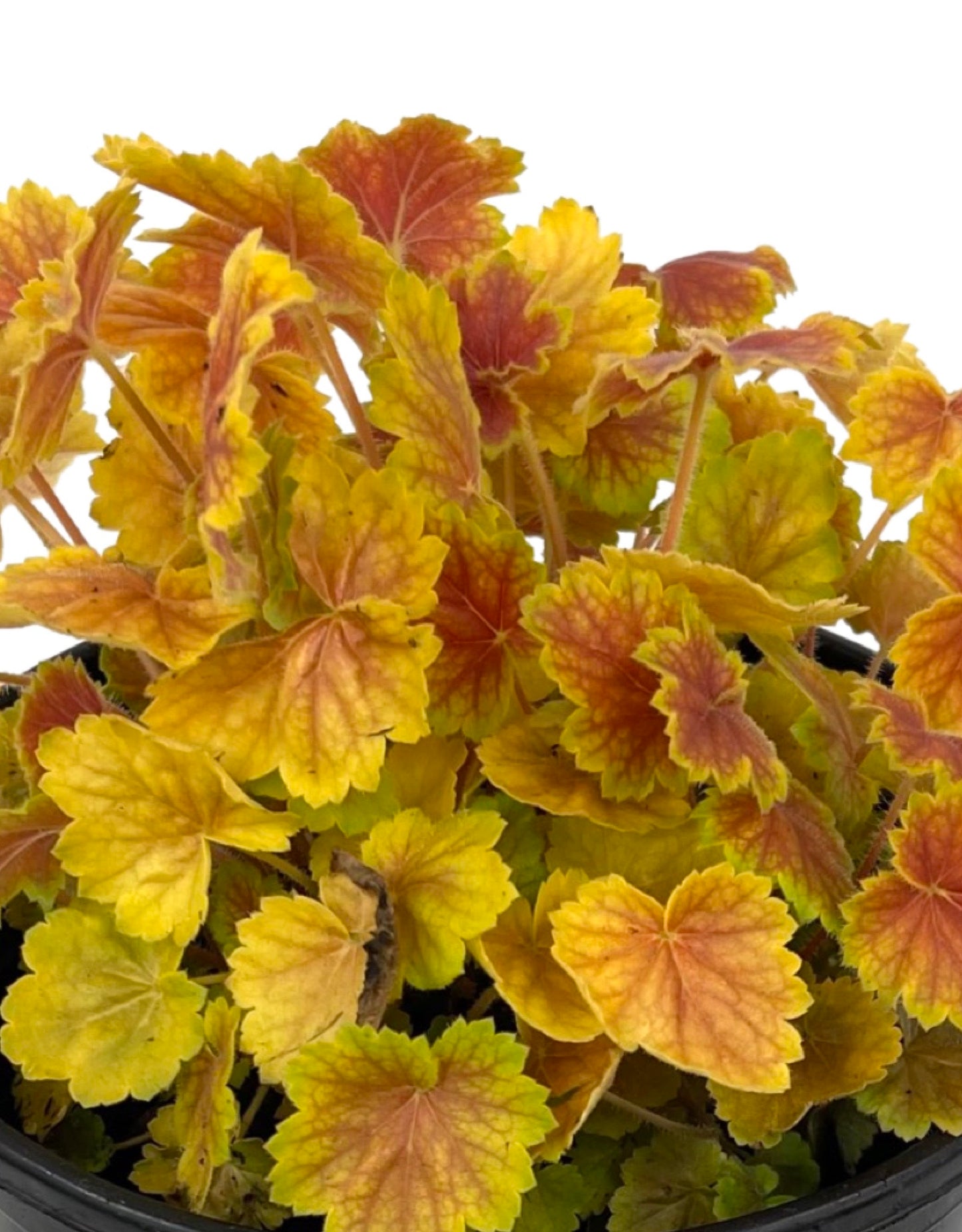 Heuchera 'Northern Exposure Sienna' 1 Gallon