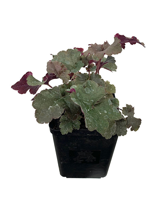 Heuchera 'Dark Storm' 6 Inch