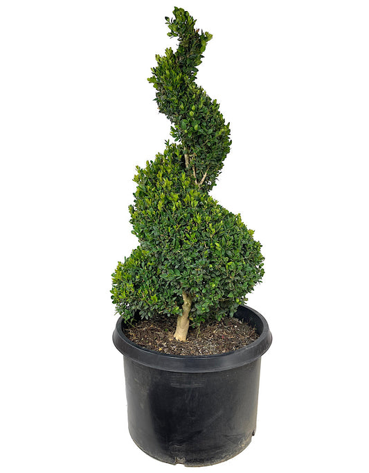 Buxus sempervirens Spiral Topiary 33-36 Inch