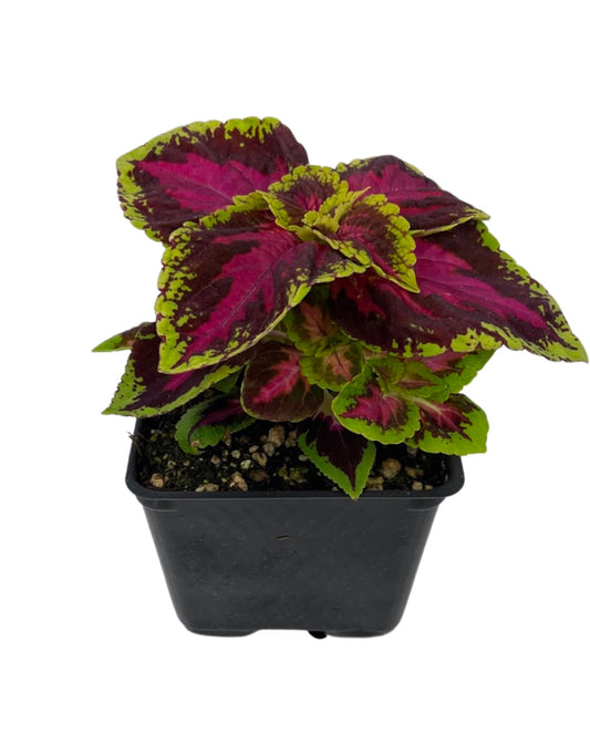 Coleus 'French Quarter' 4 Inch