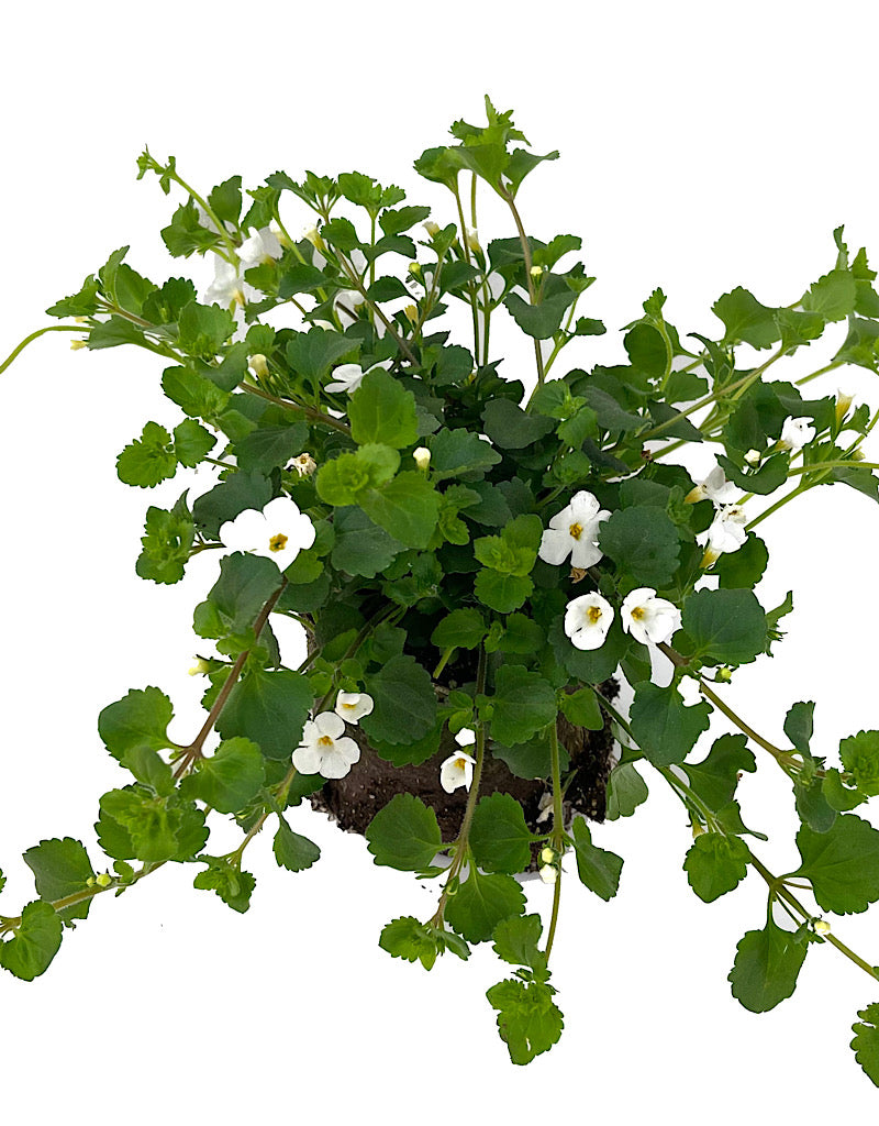 Bacopa 'Snowflake' 4 Inch