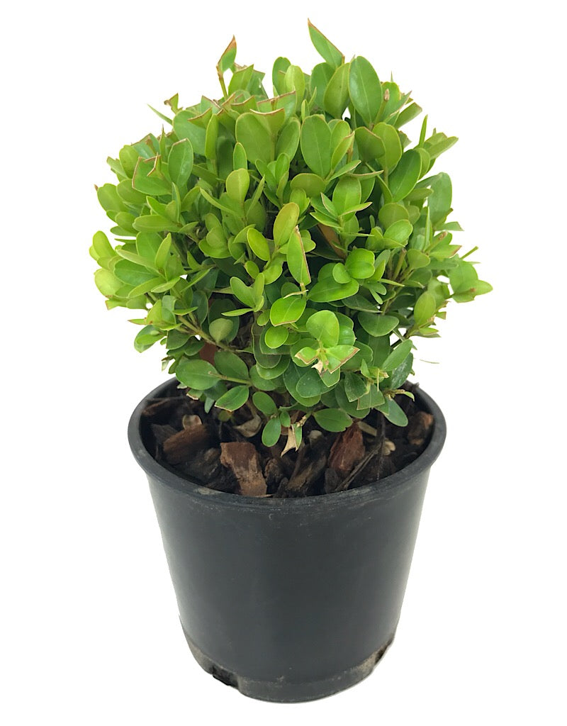 Buxus s. 'Suffruticosa'  4 inch