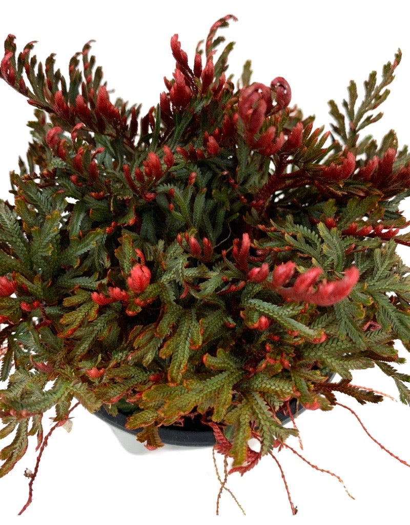 Selaginella erythropus 'Sanguinea' Quart