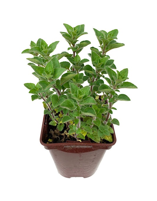 Oregano 'Dark Leaf'