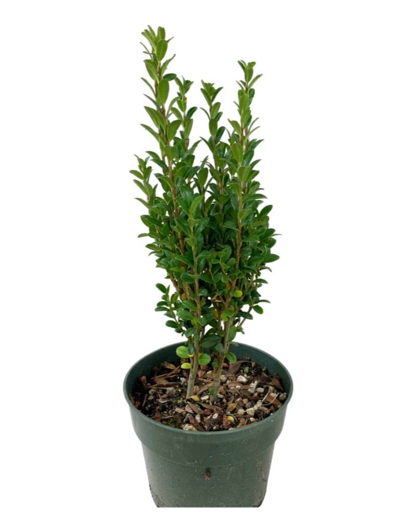 Ilex crenata 'Sky Pencil'