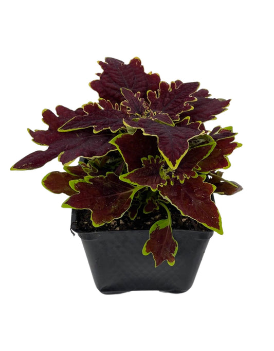 Coleus 'Limewire' 4 Inch