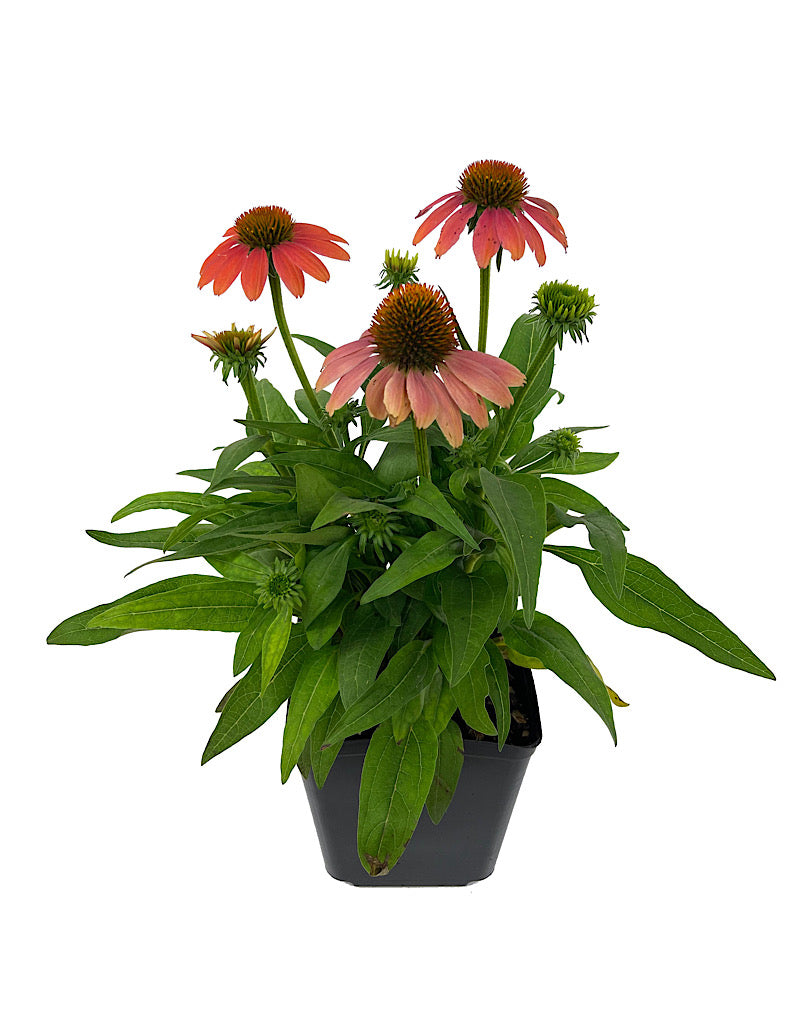 Echinacea 'Sombrero Poco Hot Coral' 1 Gallon