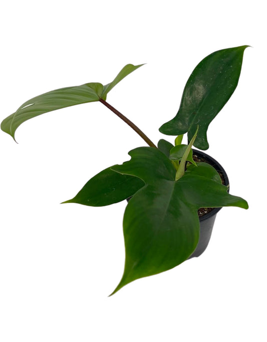 Philodendron pedatum 'Florida Ghost' Quart