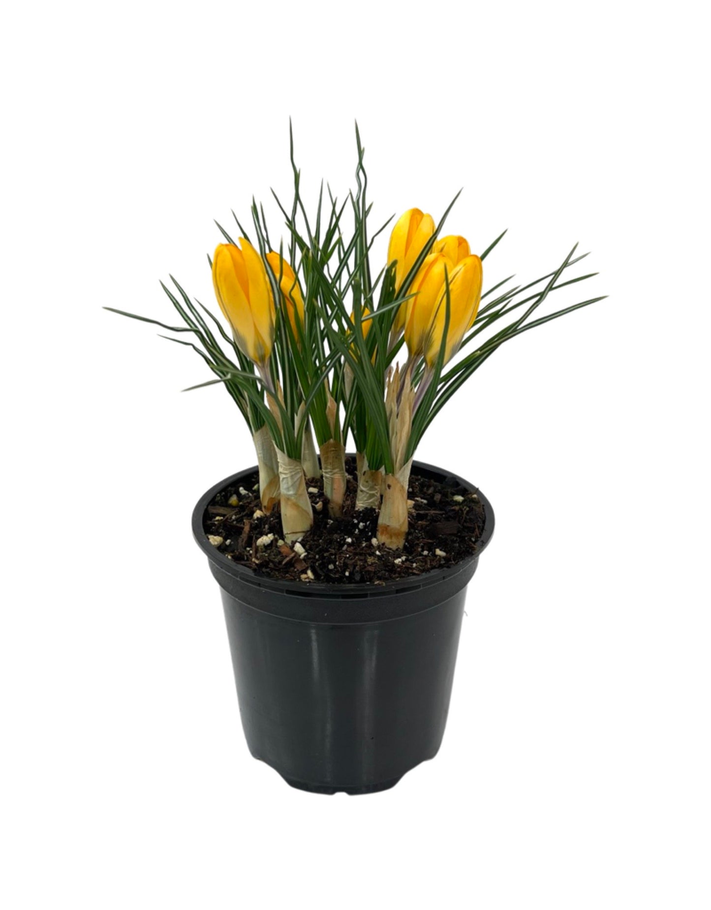 Crocus vernus 'Yellow Mammoth' 4 Inch