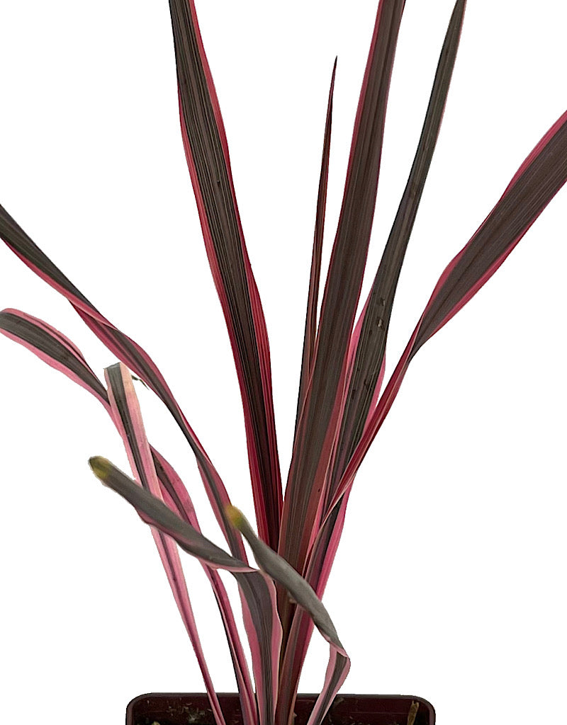 Cordyline 'Southern Splendor' Quart