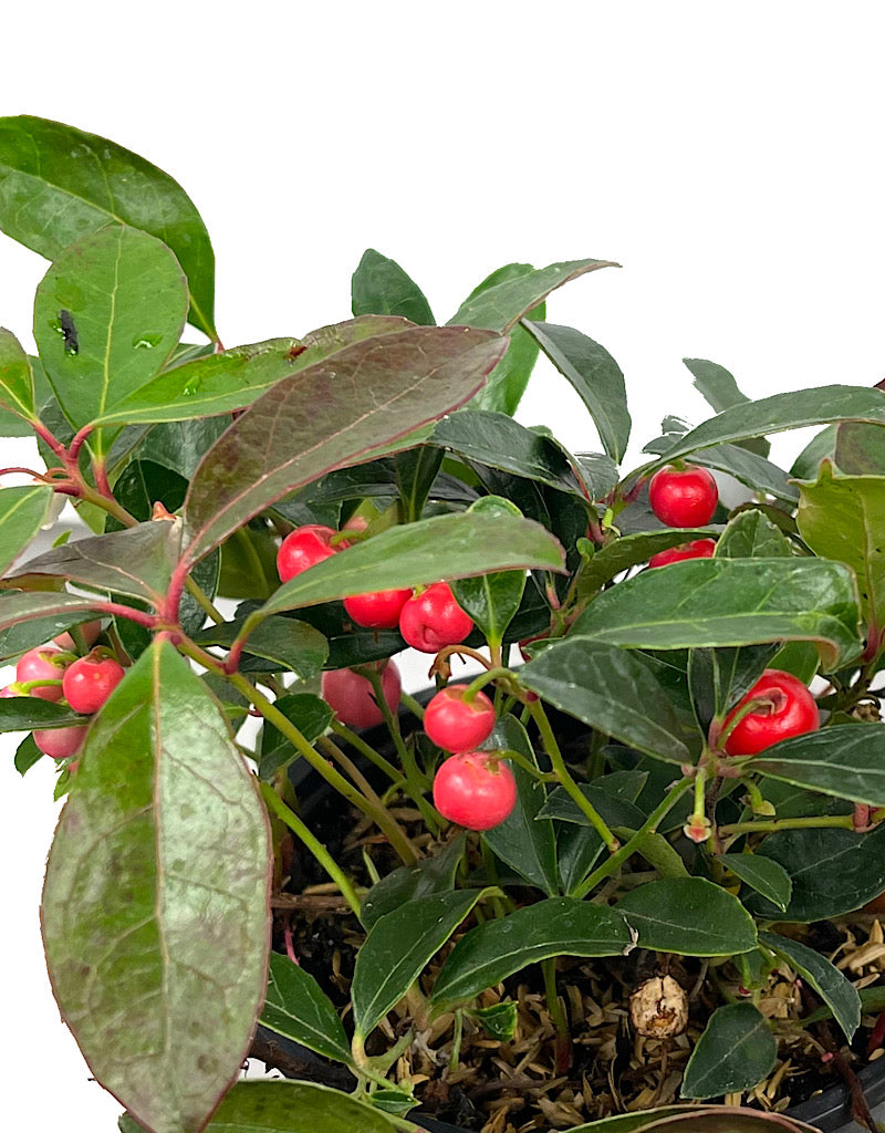 Gaultheria procumbens 'Berry Cascade' Quart