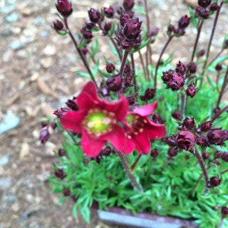 Saxifraga t. 'Deep Red'  4 inch