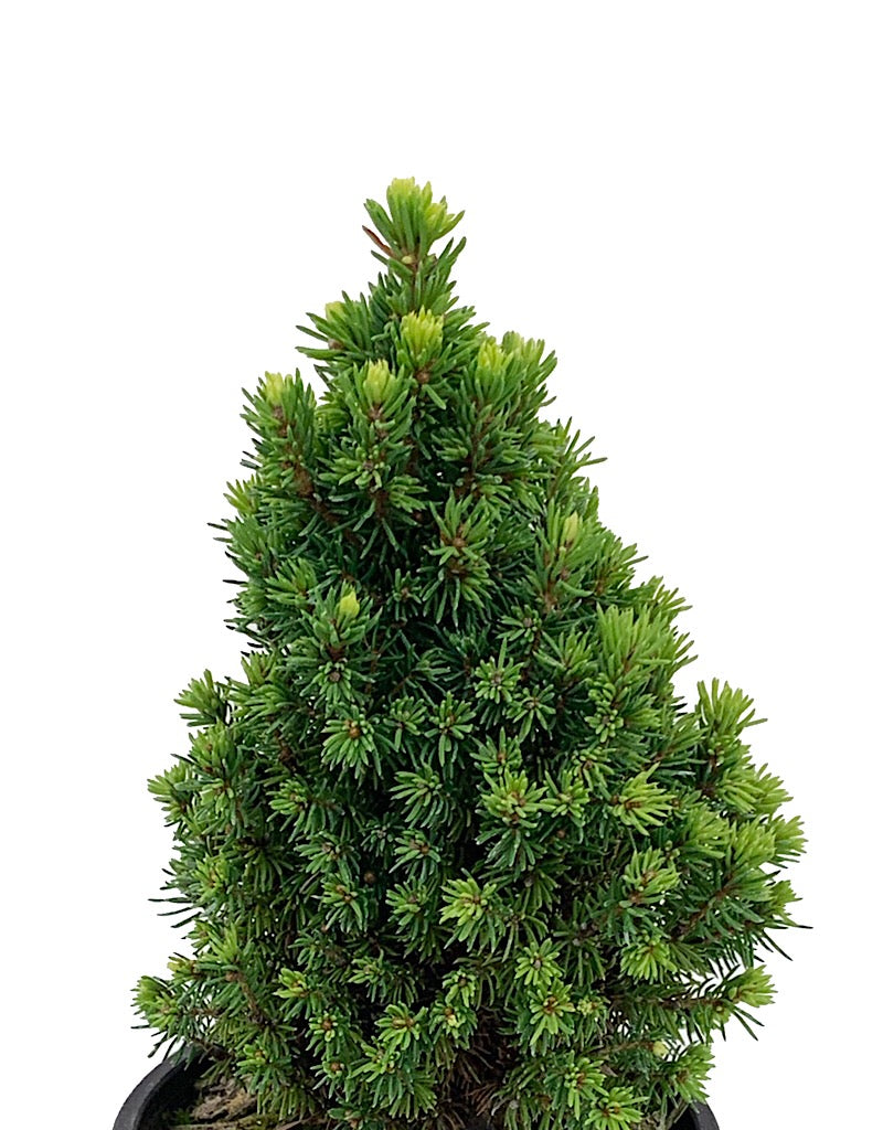 Picea glauca 'Pixie Dust' 4 Inch