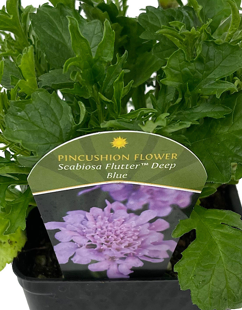 Scabiosa 'Flutter Deep Blue' 4 Inch