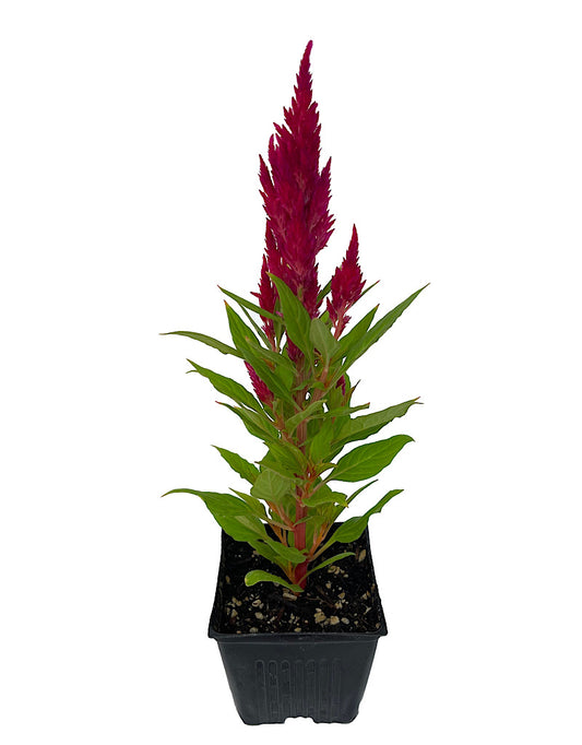 Celosia 'Fresh Look Red' 4 Inch