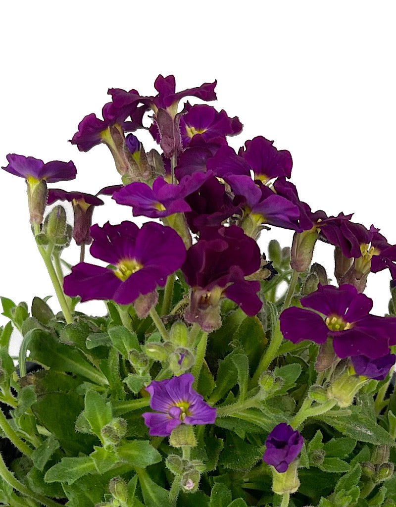 Aubrieta 'Axcent Burgundy Imp.' Quart