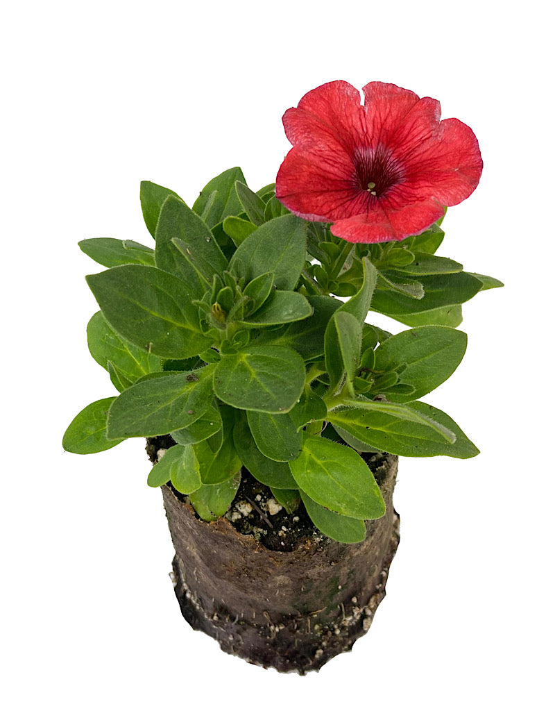 Petunia 'Salmon Red Vein' 4 Inch