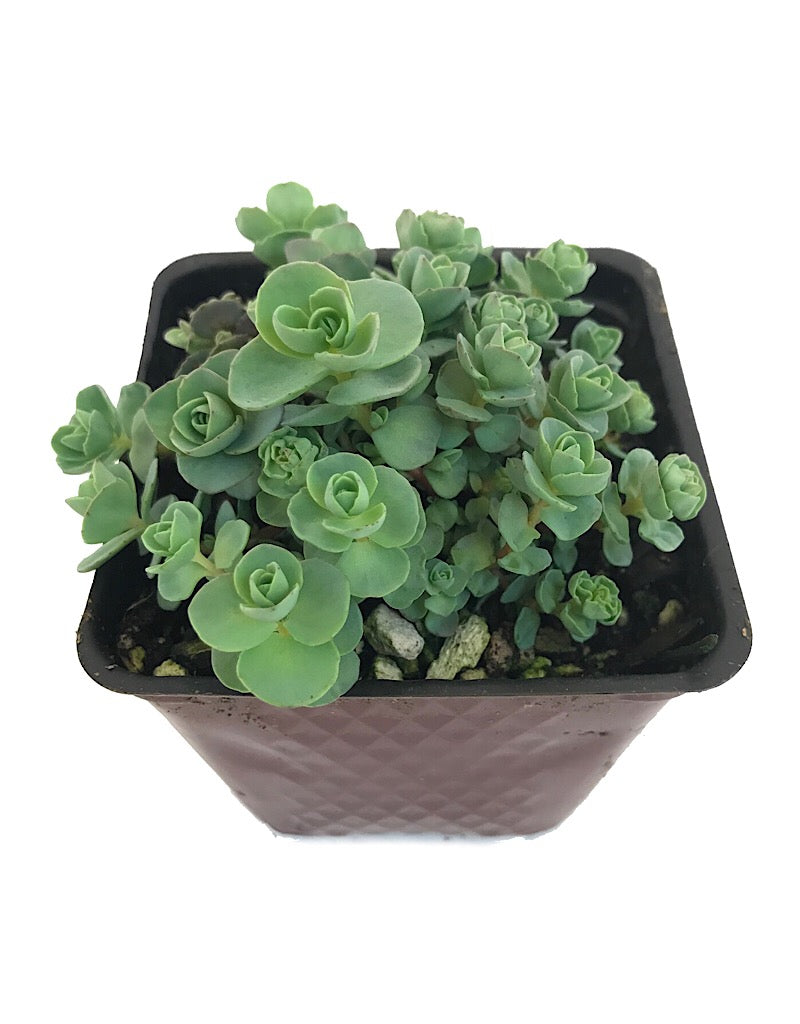 Sedum ewersii- 4 inch