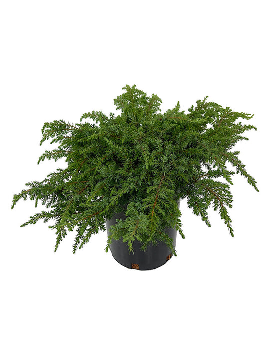 Juniperus c. 'Green Carpet' 1 Gallon