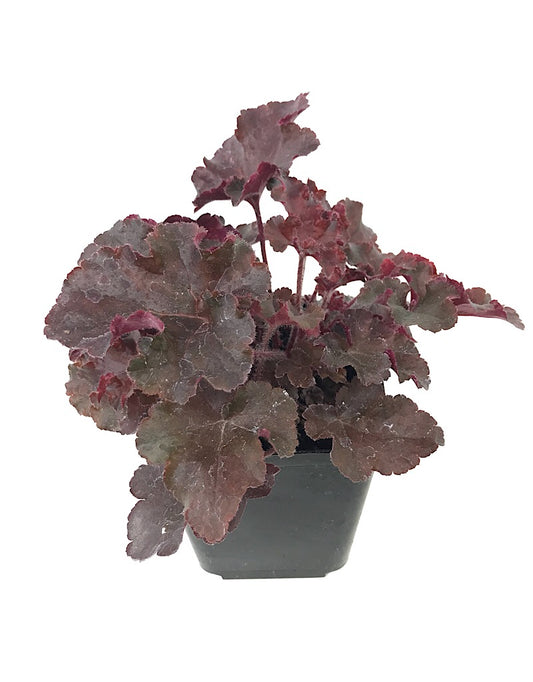 Heuchera 'Melting Fire'  4 inch