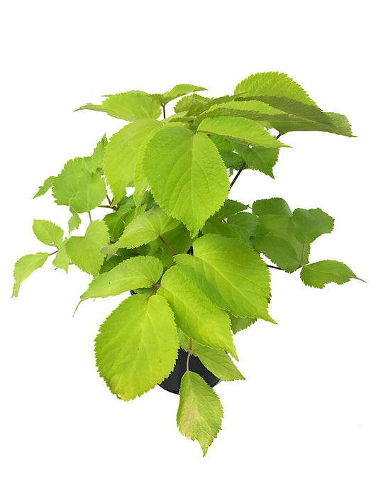 Aralia cordata 'Sun King' 1 Gallon