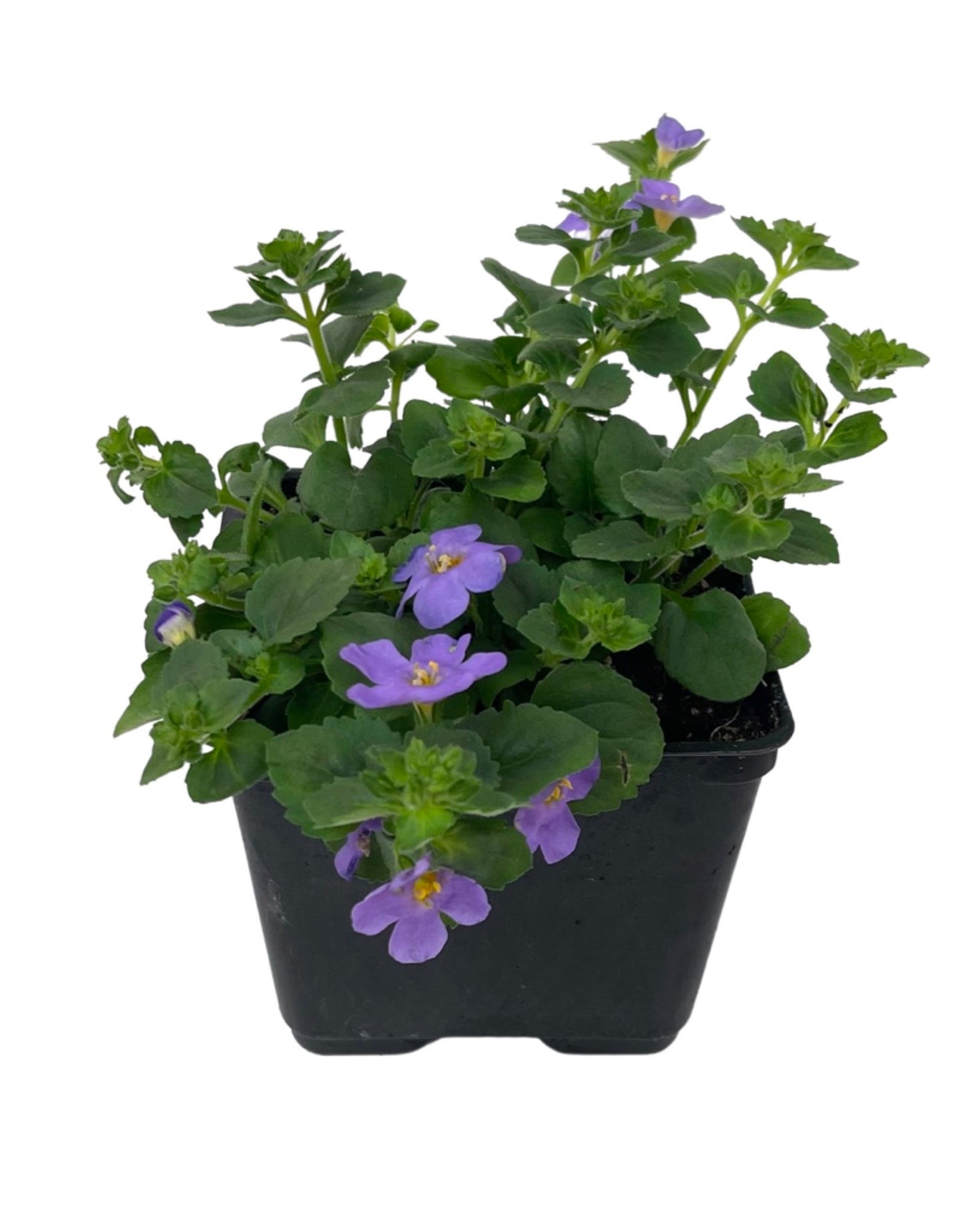 Bacopa  €˜MegaCopa Blue  4 Inch