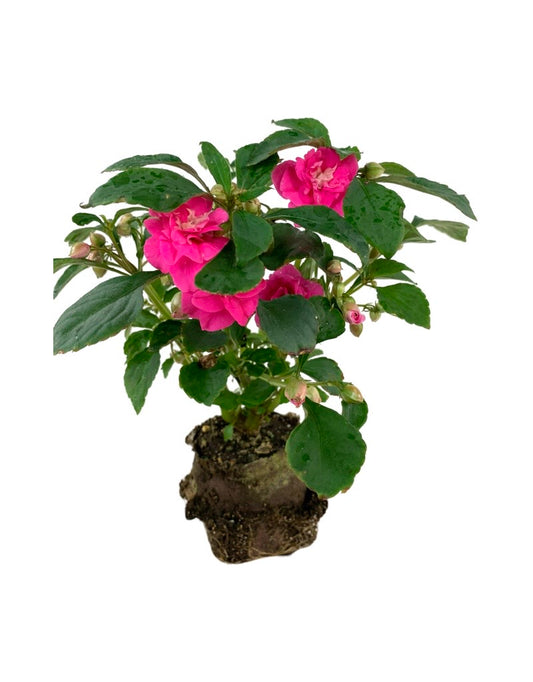 Impatiens 'Glimmer Hot Pink' 4 Inch