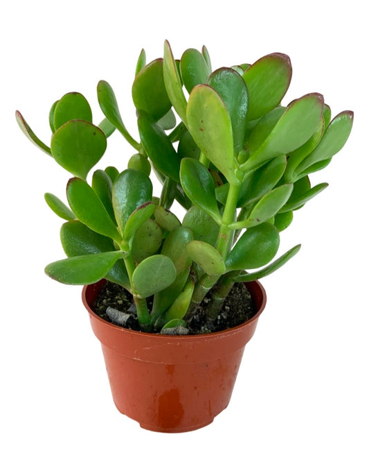 Crassula ovata 4 Inch